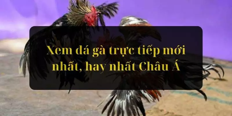 Xem Đá Gà Trực Tiếp